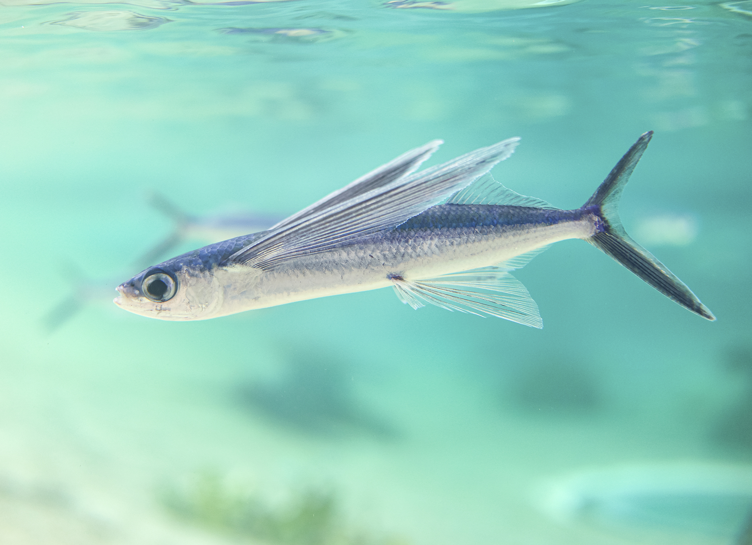 トビウオと鯨 鴨川シーワールド、空を飛ぶ魚として知られる「トビウオ」の展示