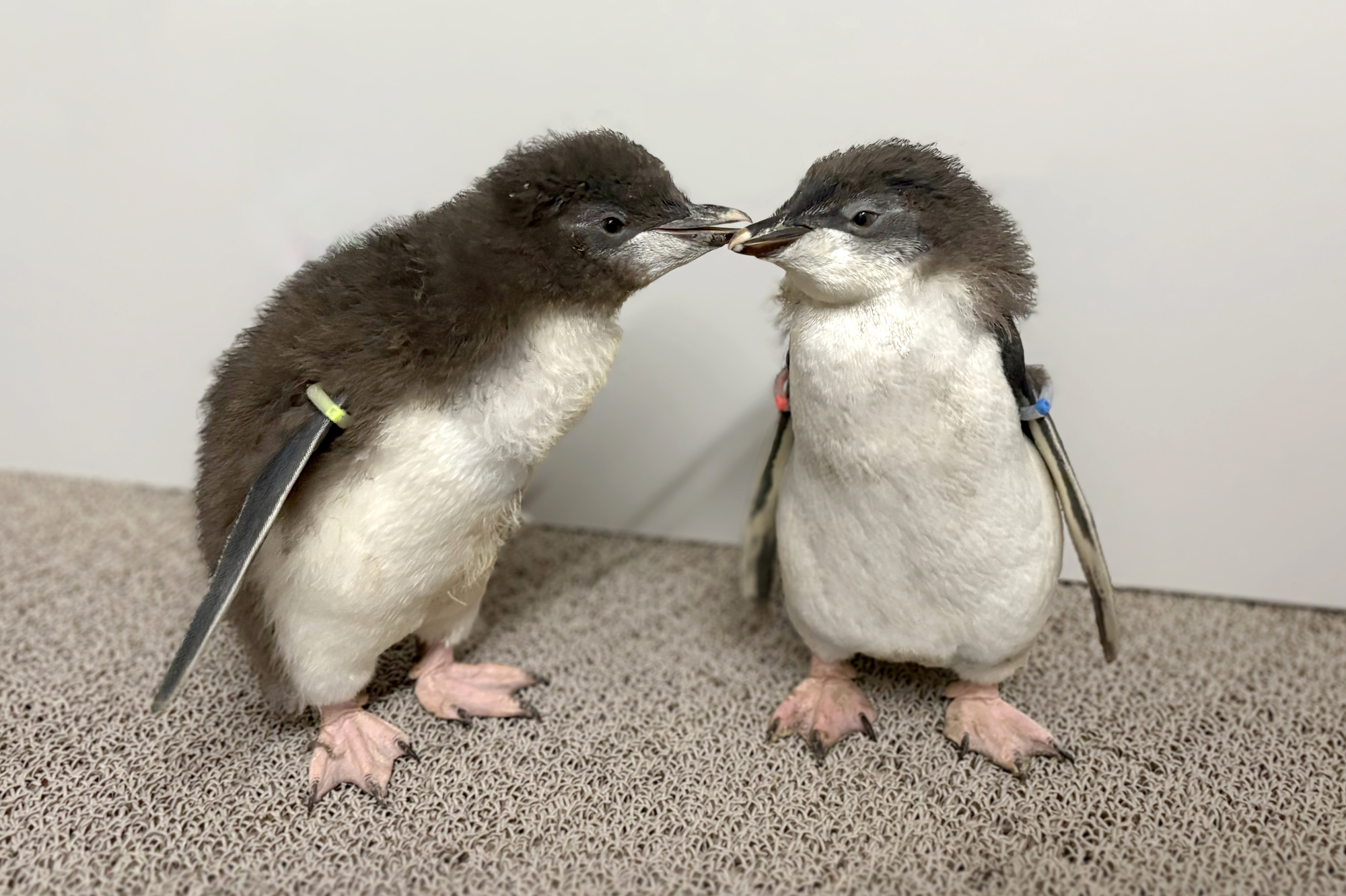 2023年開業の水族館「AOAO SAPPORO」でペンギン雛の2羽が展示中