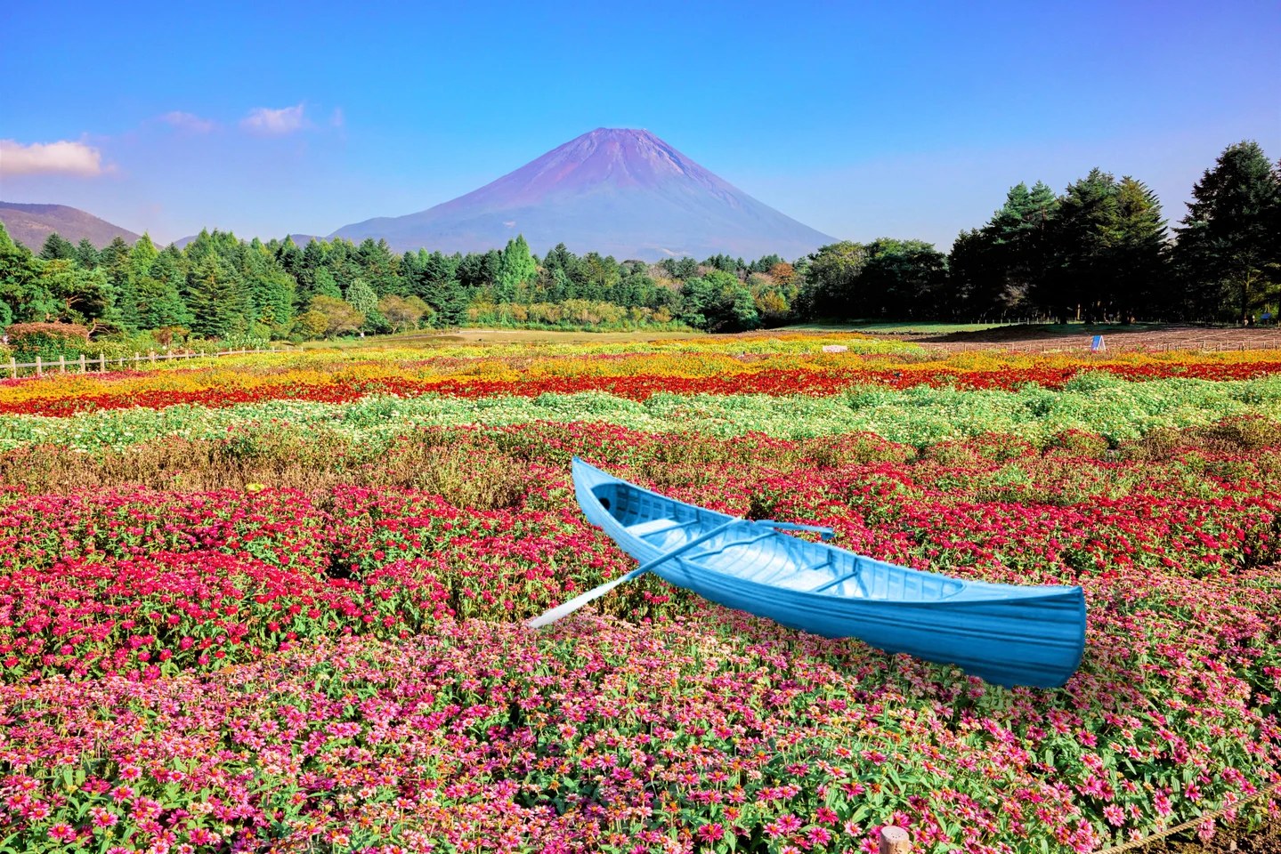 イベント告知】富士山麓が秋色に染まる「虹の花まつり 2025」が開催