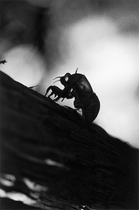 平林達也作品展：蝉時雨 - デジカメ Watch