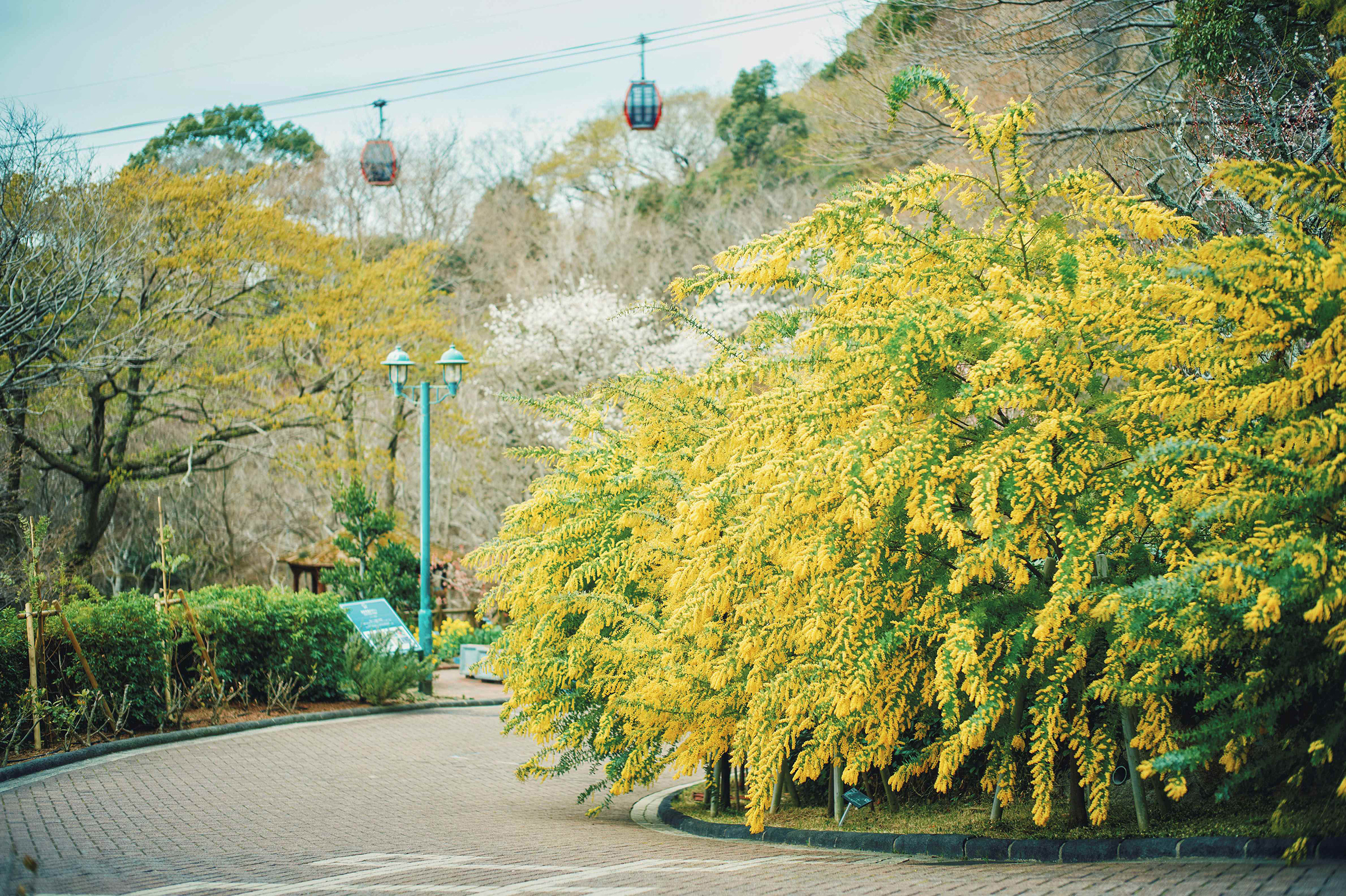 神戸布引ハーブ園／ロープウェイ、春の訪れを告げる花「ミモザ」が例年
