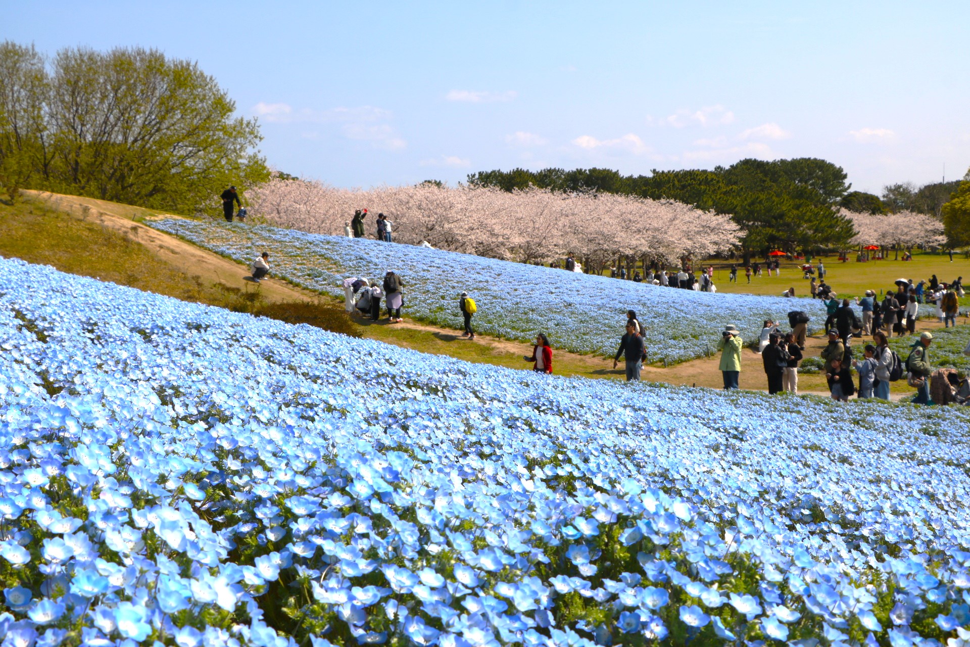 イベント告知】福岡・海の中道海浜公園で約100万本のネモフィラが開花
