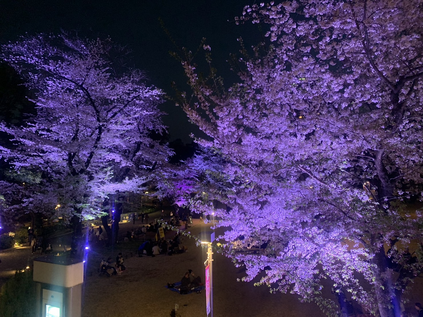 桜の魅力が灯る！新宿中央公園の夜桜ライトアップ