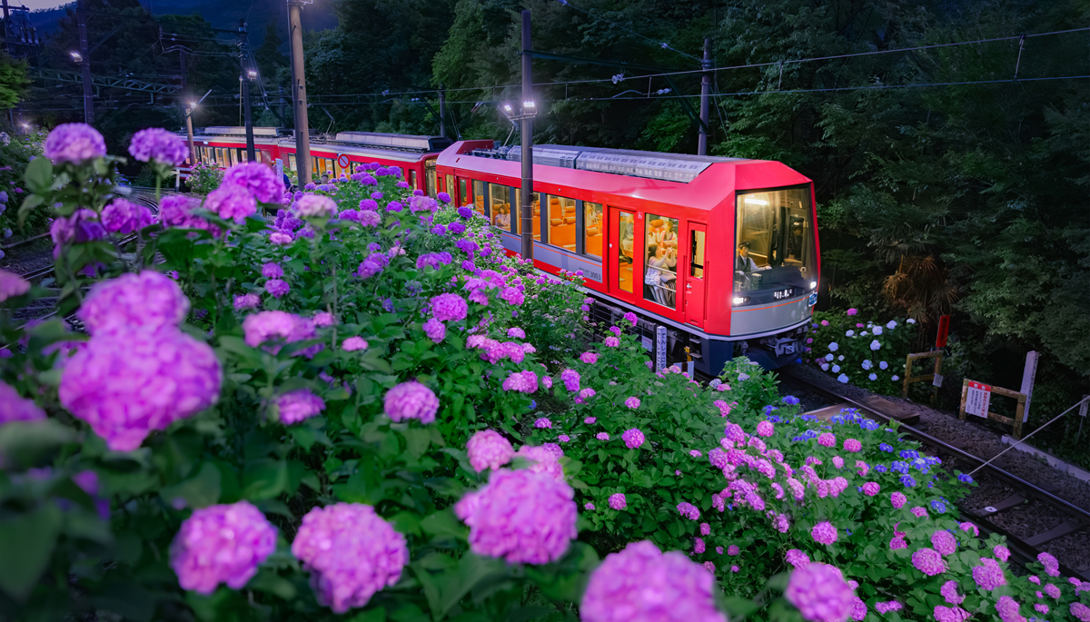 沿線のライトアップを観賞できる箱根登山電車「夜のあじさい号」が運行。途中で撮影タイムも　