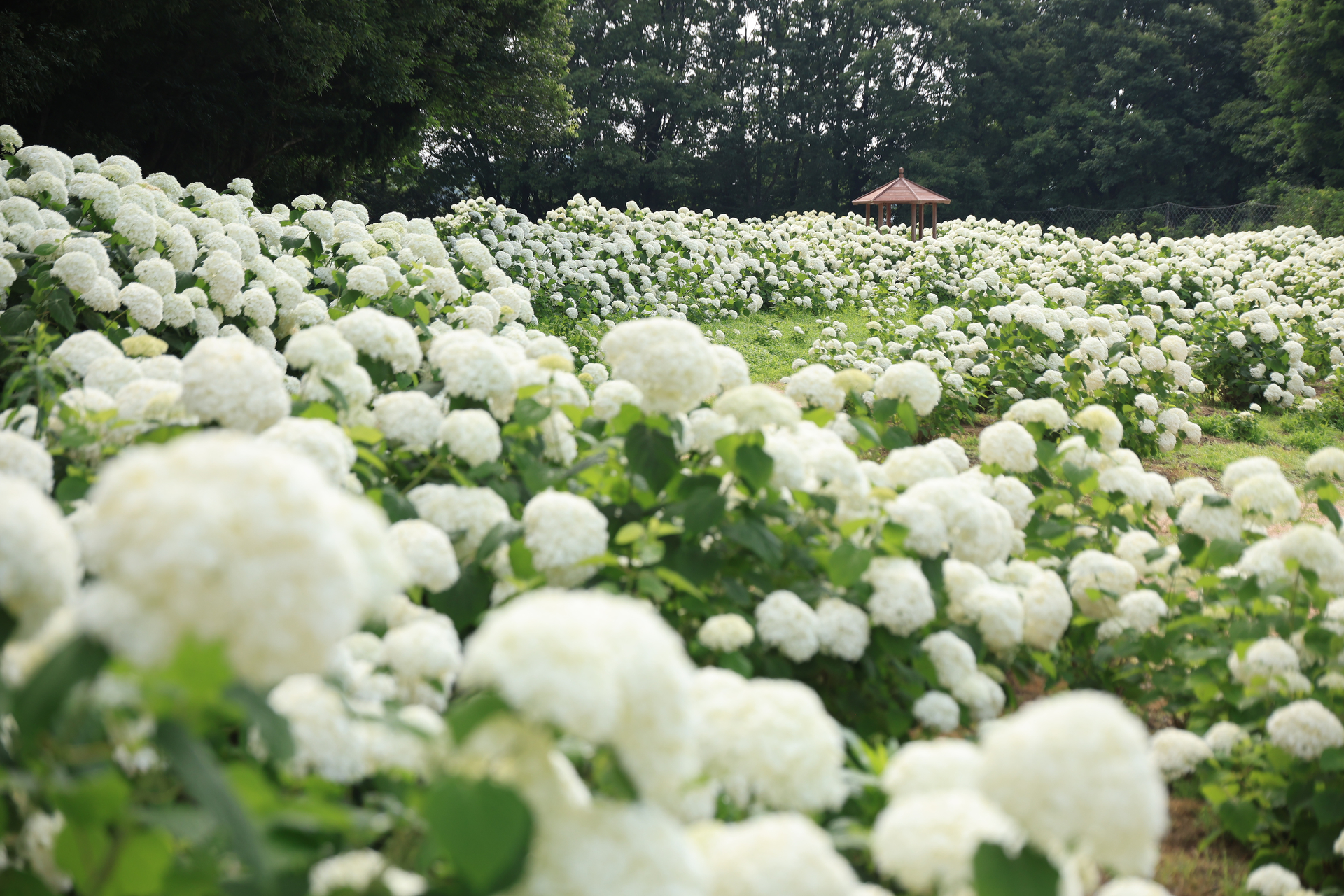 イベント告知】初夏の花を楽しむイベント「あじさいとタチアオイの丘