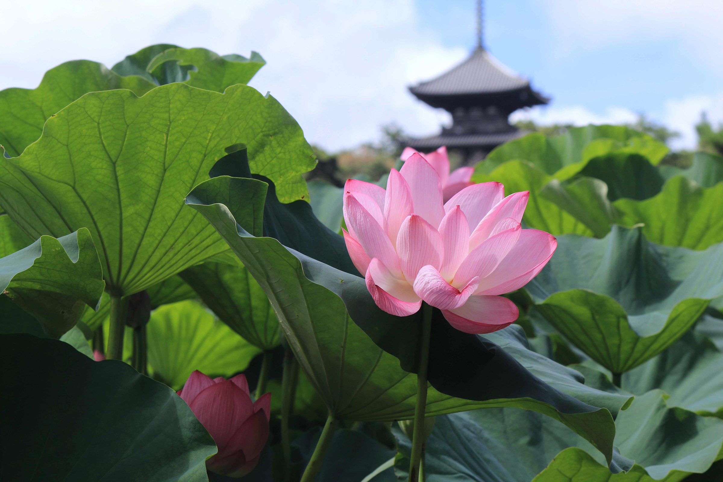 蓮季様確認ページ イベント告知】横浜の三溪園、蓮の花が満開を迎えるタイミングに合わせ